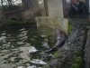 Wednesday: An Otter at the New Forest Wildlife Park (and Graham)